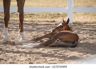 Foal Baby Horse Laying Down Sleeping in Pasture Paddock Arena Playing