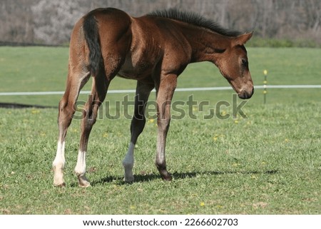 foal, colt, filly, inquisitive, baby horse, Quarter Horse, bay, foal at pasture, weanling, alert, cute foal, beautiful foal, pretty colt