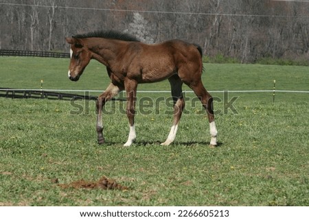 foal, filly, colt, baby horse, Quarter Horse, weanling, mane, star, snip, bay, cute foal, beautiful, peaceful, alert, happy, healthy, foal head, foal mane, portrait, pasture, meadow, grazing
