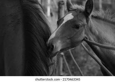 Foal With Horse On Texas Ranch At Fence Close Up In Black And White.