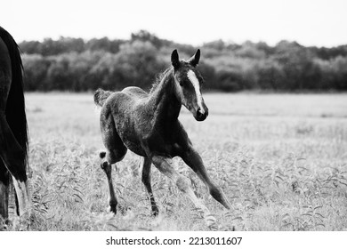 Foal Horse Running And Galloping Closeup Through Rain Weather On Texas Ranch In Field.