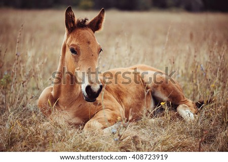 foal lying