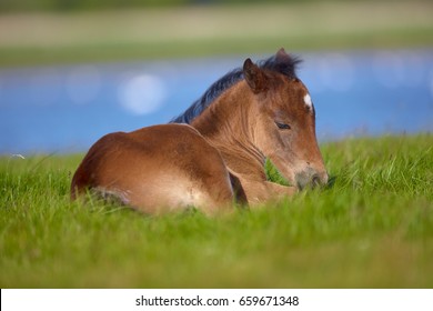 A foal lying down in the grass at Stanpit Marsh, Dorset 