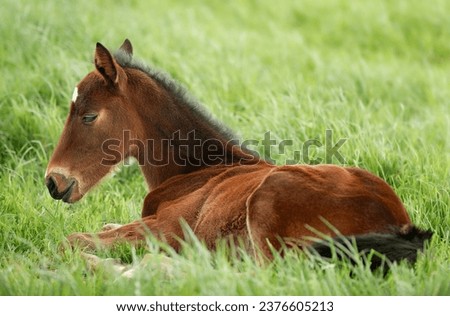 Foal is lying in the green grass. Portrait of a thoroughbred colt. Sunny summer day. Homemade animal. The beautiful newborn horse. Outdoor. Sports horse