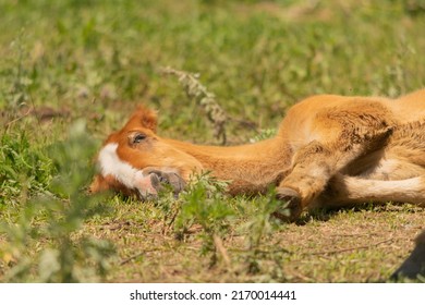 The foal is lying on the ground. Portrait of a foal lying on the ground. The horse is lying on the grass. The foal sleeps on the grass.