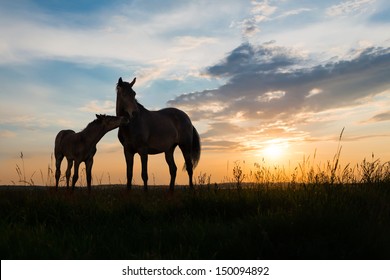 Foal And Mare - Two Horses At Sunset