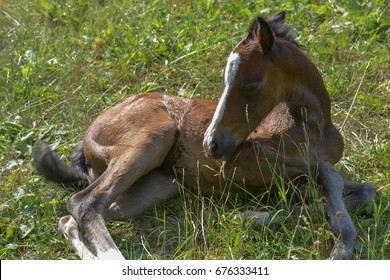a foal in the meadow