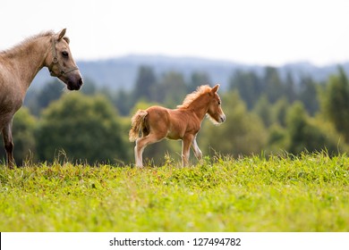 Foal Mini Horse Falabella