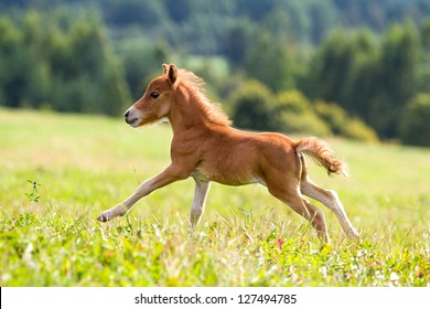 Foal Mini Horse Falabella