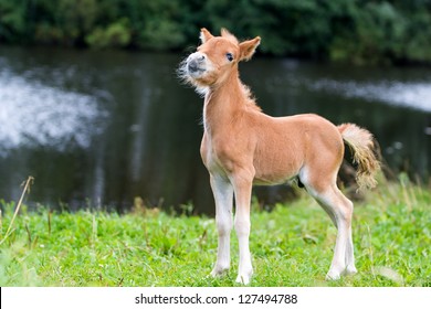 Foal Mini Horse Falabella