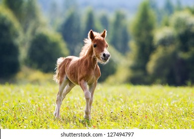 Foal Mini Horse Falabella