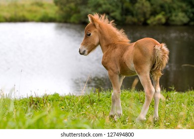 Foal Mini Horse Falabella