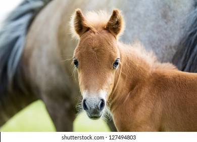 Foal Mini Horse Falabella