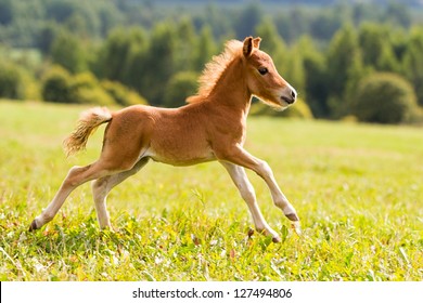 Foal Mini Horse Falabella