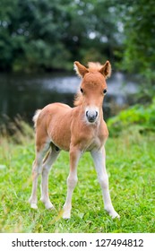 Foal Mini Horse Falabella