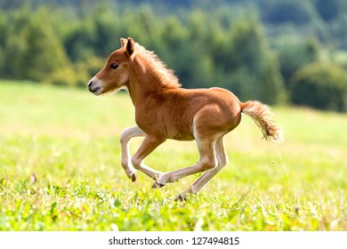 Foal Mini Horse Falabella