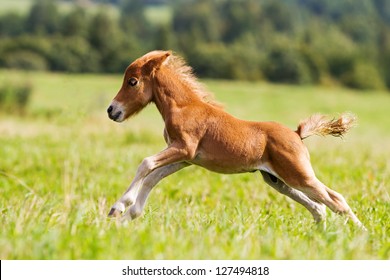 Foal Mini Horse Falabella