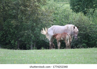 A Foal Nursing  In A Farmers Field