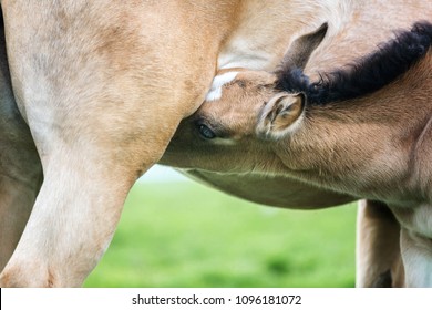 Foal Nursing Milk From A Mare