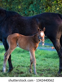 Foal Nursing On A Mare 