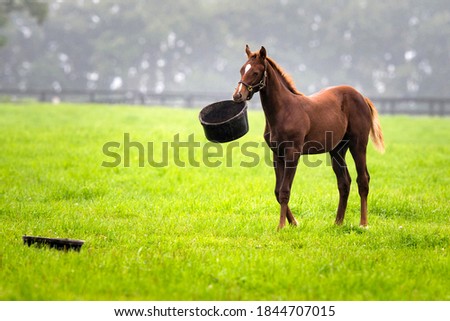 A foal playing with food inside pasture