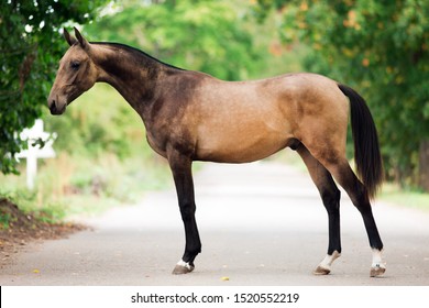 foal portrait horse stands sideways on the road in the summer on a background of green foliage, horse conformation, exterior
