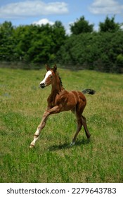 foal running in field purebred oldenburg foal chestnut with white blaze running in open field of green grass and trees blue sky in background filly colt vertical format room for type baby animal - Shutterstock ID 2279643783