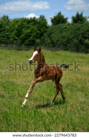 foal running in field purebred oldenburg foal chestnut with white blaze running in open field of green grass and trees blue sky in background filly colt vertical format room for type baby animal