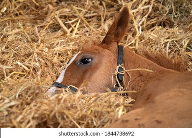  A Foal Sleeping Inside Stables