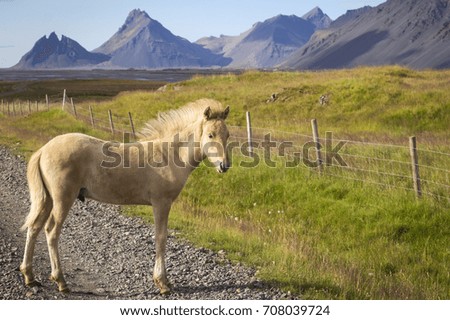 A foal stands on a path. In the background the Vestrahorn can be seen on the Atlantic, Iceland.