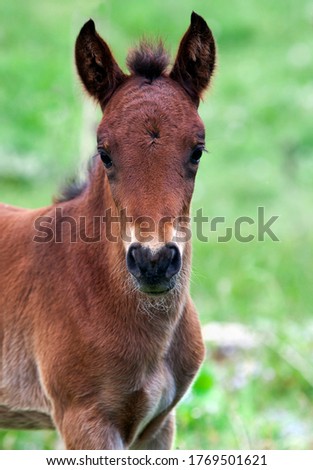 Foal I Environment Nature