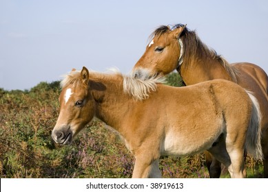 Foals At New Forest National Park, UK