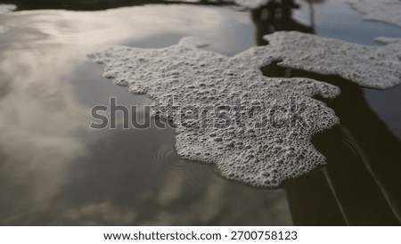 Foam or Bubbles Floating on the Surface of Pond Water