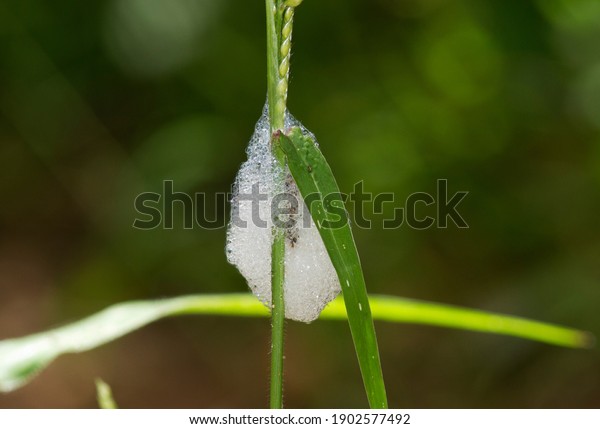 The foam produced by the larvae of a\
Froghopper, or Spittle Bug is called \'Cuckoo Spit\'. In reality it\
is produced by the sap sucking bug from the plants sap after it\
ingests the nutrients