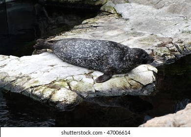 foca