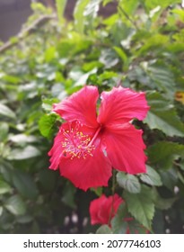 Focal Point On Red Hibiscus