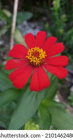 The Focal Point Of The Pistil On A Red Flower