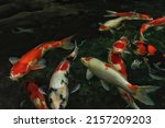 Big koi goldfish on high-quality pond fish, including kohaku, ogon, hi-utsuri, and chagoi. These tropical fishes are having a good time swimming in the water. Selective focus.