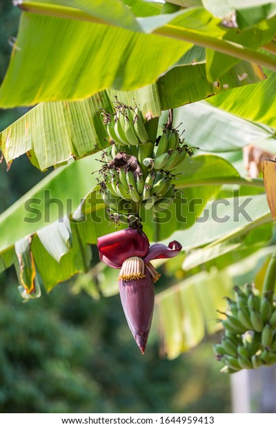 Focus a\
banana bud on tree with green grass  field background. Asian super\
fruit.  Tropical fruits. image for background, wallpaper and copy\
space. Tree banana. Raw banana on\
tree.