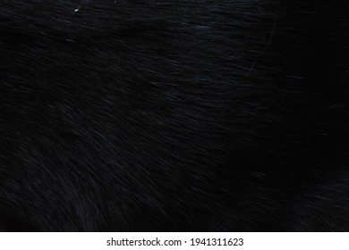 focus of cat hairs , cat fur texture
