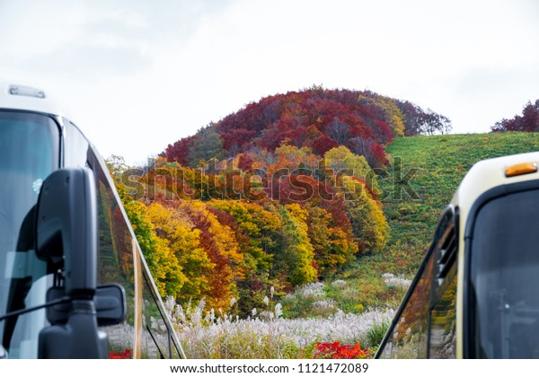 Focus colorful autumn\
trees on top of small hill beside bus in front at Hakkoda Mountains\
along Hakkoda Ropeway cable car riding to the summit in Aomori\
,Tohoku Japan.