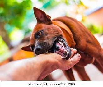 Focus Dog Is Biting My Foot.