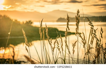 In focus grass seed heads with blurred seascape background in a golden hue