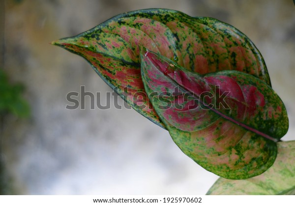 Focus On Aglaonema Red Heng Heng Stock Photo Edit Now 1925970602