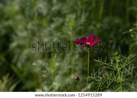 Similar – Blüh, kleine Blume! Blüte