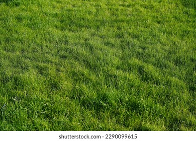  Focus on the grass on the back and blur the grass on the front for the background, Close-up on a green lawn, green grass texture background. A close-up shot focusing on the flowers of the grass.      - Powered by Shutterstock