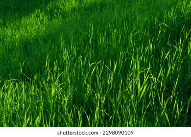 Focus on the grass on the back and blur the grass on the front for the background, Close-up on a green lawn, green grass texture background. A close-up shot focusing on the flowers of the grass.	      - Powered by Shutterstock