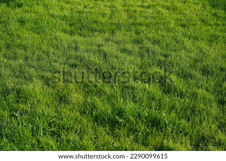  Focus on the grass on the back and blur the grass on the front for the background, Close-up on a green lawn, green grass texture background. A close-up shot focusing on the flowers of the grass.     