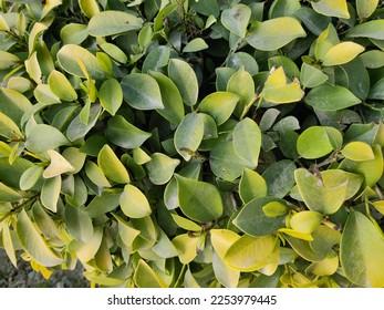 focus on green leaves in garden - Shutterstock ID 2253979445