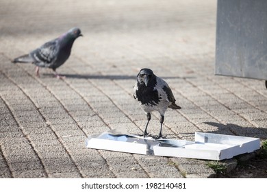 Focus on a hooded crow, a black and grey crow bird from the corvidae family, also called Corvus Cornix, eating garbage from an empty dirty thrown away pizza box.
